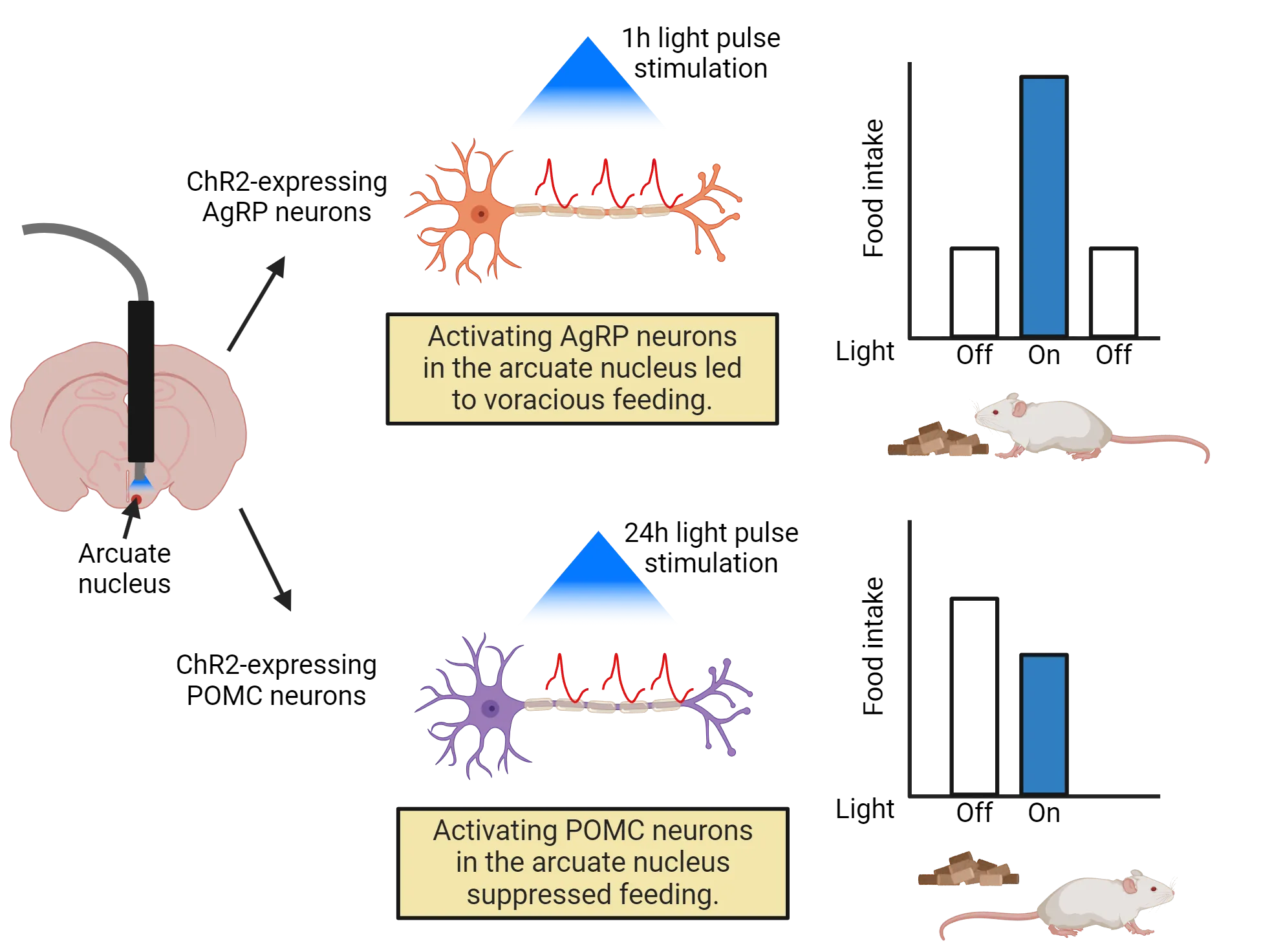 A diagram of an optogenetic probe shining blue light on the arcuate nucleus is shown with 2 different experimental designs. Top design shows a ChR2-expessing AgRP neuron firing action potentials in response to 1h of blue light. A bar graph shows that activating AgRP neurons in the arcuate nucleus (light on) led to voracious feeding, which stops when the light is off. Bottom shows a ChR2-expessing POMC neuron firing action potentials in response to 24h of blue light. A bar graph shows that activating POMC neurons in the arcuate nucleus (light on) decreases feeding behavior compared to light off condition.