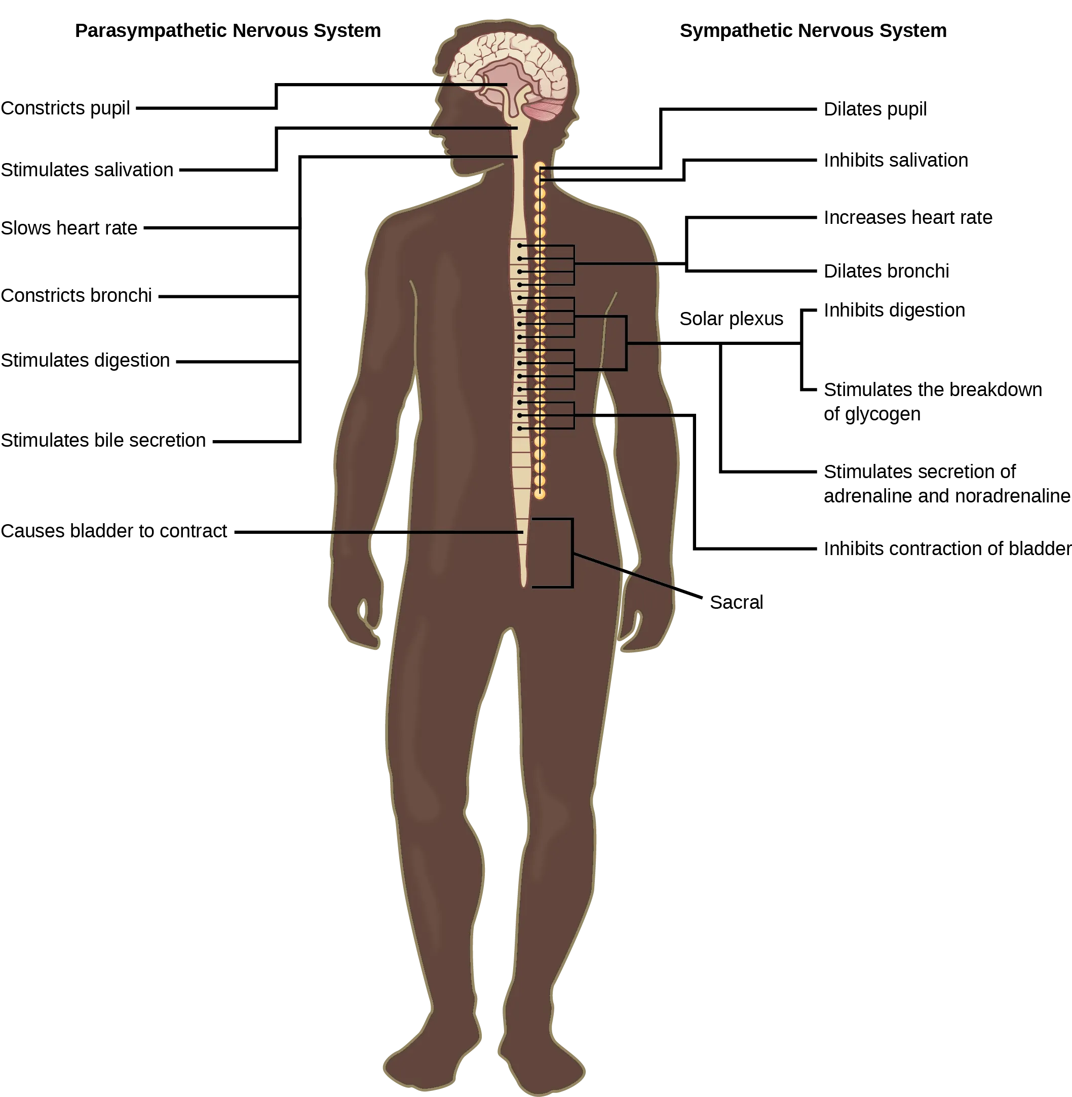 Illustration shows the effects of the sympathetic and parasympathetic systems on target organs, and the placement of the preganglionic neurons that mediate these effects. The parasympathetic system causes pupils and bronchi to constrict, slows the heart rate, and stimulates salivation, digestion, and bile secretion. Preganglionic neurons that mediate these effects are all located in the brain stem. Preganglionic neurons of the parasympathetic system that are located in the sacral cause the bladder to contract. The sympathetic system causes pupils and bronchi to dilate, increases heart rate, inhibits digestion, stimulates the breakdown of glycogen and the secretion of adrenaline and noradrenaline, and inhibits contraction of the bladder. The preganglionic neurons that mediate these effects are all located in the spine.