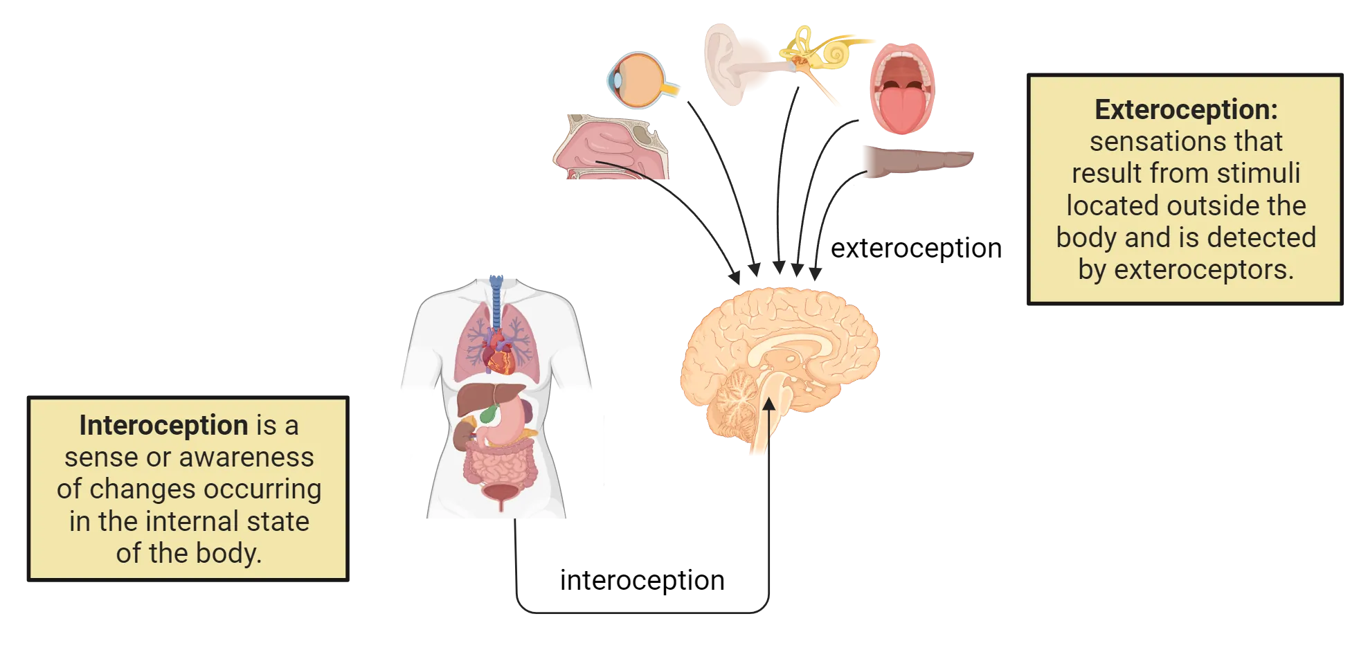 A diagram of the human body and brain showing interoception coming from internal organs and exteroception coming from external sensory organs into the brain.