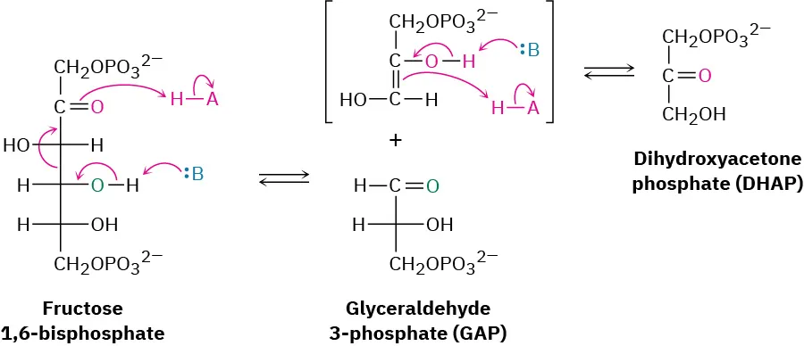 Fructose-1,6-bisphosphate reacts reversibly to form glyceraldehyde-3-phosphate and another intermediate compound. The intermediate further reacts with base and forms dihydroxyacetone phosphate.