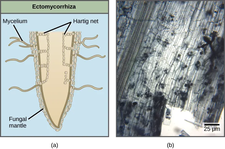 The figure compares two types of mycorrhizae: ectomycorrhiza and arbuscular mycorrhiza.  Part A is an illustration of an ectomycorrhiza mycorrhiza. In ectomycorrhiza, fungal hyphae form a structure called a Hartig net inside the root. The Hartig net forms rows of cells that extend straight down, and branch toward the outside of the root. A fungal mantle surrounds the root. Mycelia extend from the fungal mantle. In arbuscular mycorrhiza, the fungi form finger-like clusters that are connected to mycelia that extend from the root into the soil. Part B is a micrograph of arbuscular mycorrhiza, which appear as grape-like clusters in a root tip.