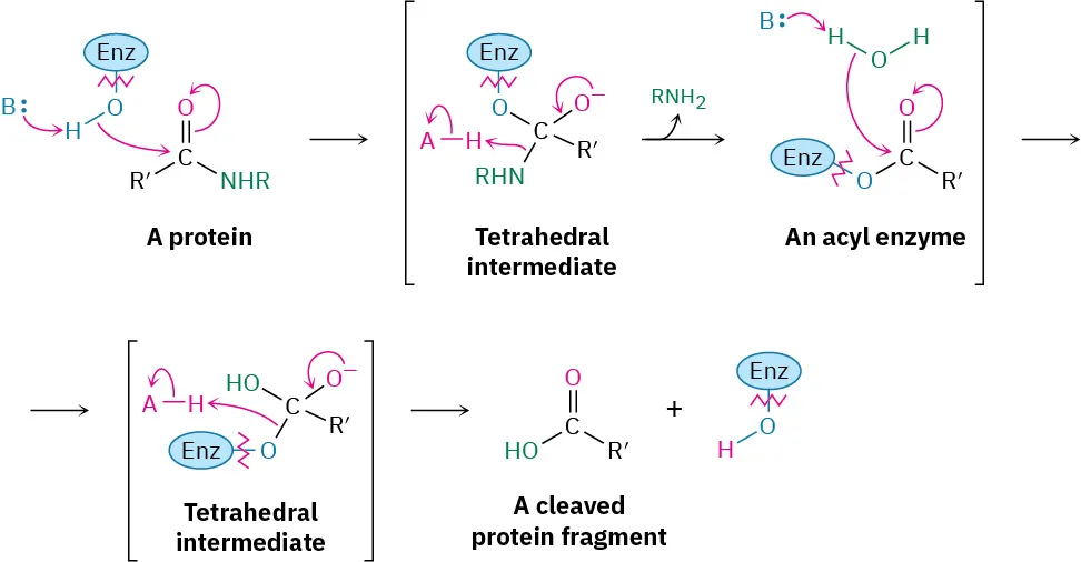 The reaction shows the reaction of a protein with an enzyme and base to yield a cleaved protein fragment. Two tetrahedral intermediates and an acyl-enzyme are enclosed in parentheses.