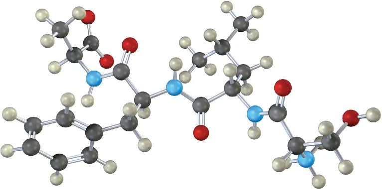 A ball-and-stick model of a tetrapeptide. Black, gray, blue, and red spheres indicate carbon, hydrogen, nitrogen, and oxygen, respectively.