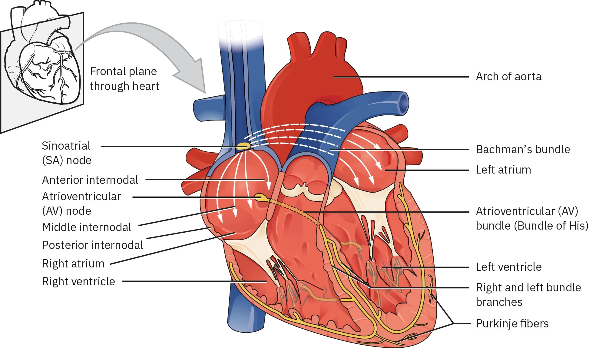 An image showing the different parts of the heart and the movement of normal electrical conduction.