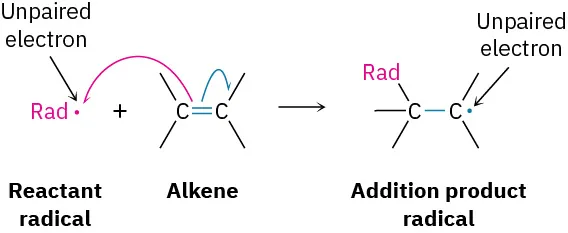 A radical species reacts with an alkene, adding that species at one carbon and leaving a radical at the other carbon.