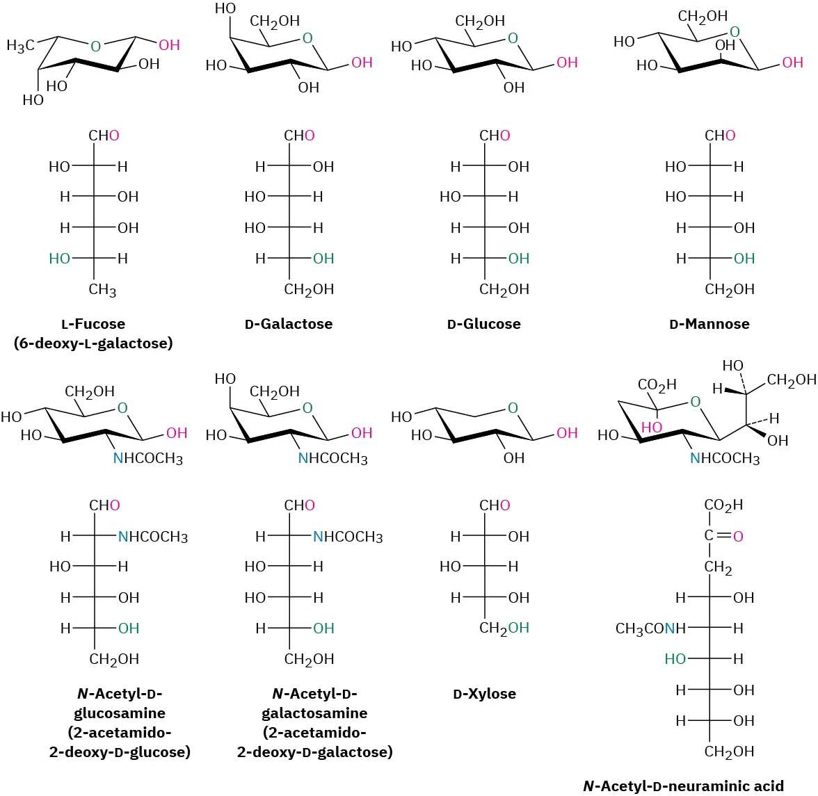 The Fischer and Haworth projections of eight essential monosaccharides. The monosaccharides are L-fucose, D-galactose, D-glucose, D-mannose, N-acetyl-D-glucosamine, N-acetyl-D-galactosamine, D-xylose, and N-acetyl-D-neuraminic acid.