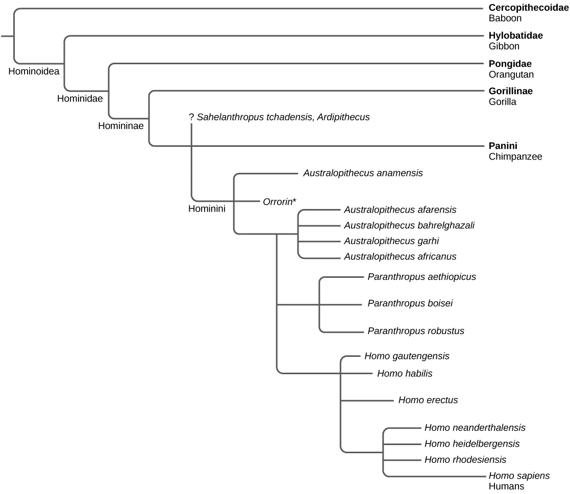 The evolutionary tree shows the relationship between humans and other apes. All apes, including gibbons, orangutans, gorillas, chimpanzees, humans, and human ancestors, belong in the superfamily Hominoidea. Of these, all but gibbons are great apes that belong in the family Hominidae. Gorillas, chimpanzees, humans, and human ancestors belong in the subfamily Homininae. Humans and their direct ancestors belong in the tribe Hominini.