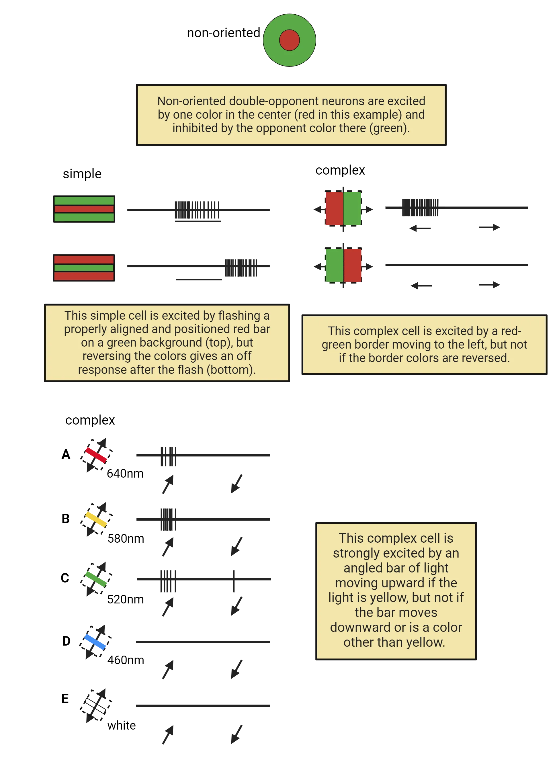 Diagrams of opponent color V1 neuron receptive fields and responses to stimuli. Top is a circle representing the receptive field of a non-oriented double-opponent V1 neuron. It is a green surround with red center. Middle is two rectangles representing the receptive field of a simple cell (red bar on green background and vice versa) and two squares representing the receptive field of a complex cell (red on one half and green on the other half). Bottom is representation of a bar of each of 5 different colors moving across a square complex cell receptive field. This complex cell is strongly excited by an angled bar of light moving upward if the light is yellow, but not if the bar moves downward or is a color other than yellow. The responses of each of these cells types is described in the main text.
