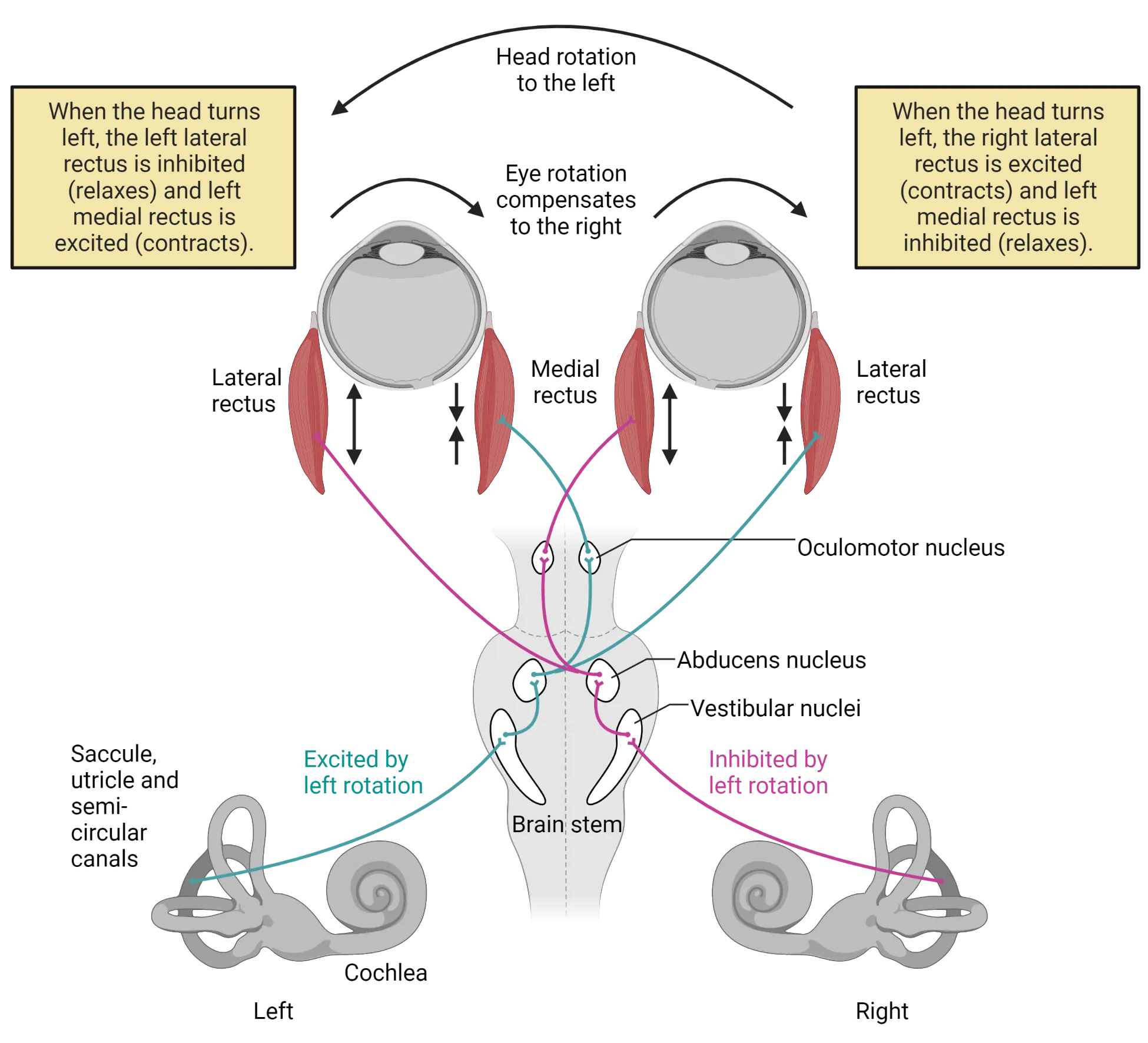A diagram of the circuitry supporting the vestibulo-ocular reflex. Neurons from the cochlea connect through brainstem structures to impact contraction of lateral and medial rectus muscles controlling the eyes.