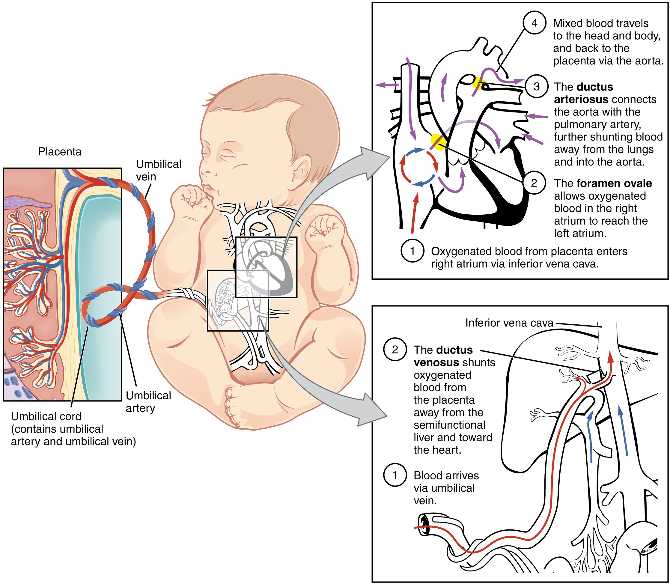 This figure shows a baby in the center of the image. To the left, is a panel showing the umbilical cord and how blood is supplied to the baby in the womb. Two panels on the right show the circulation of blood inside the baby’s body.