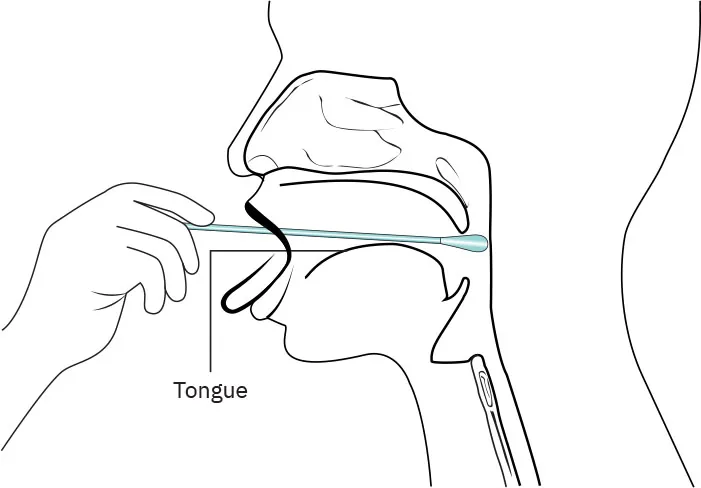 Graphic of a swab being inserted into a person’s moth, reaching the throat.