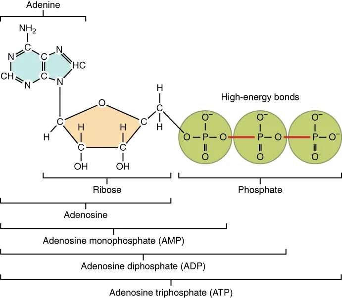 This figure shows the structure of ATP.