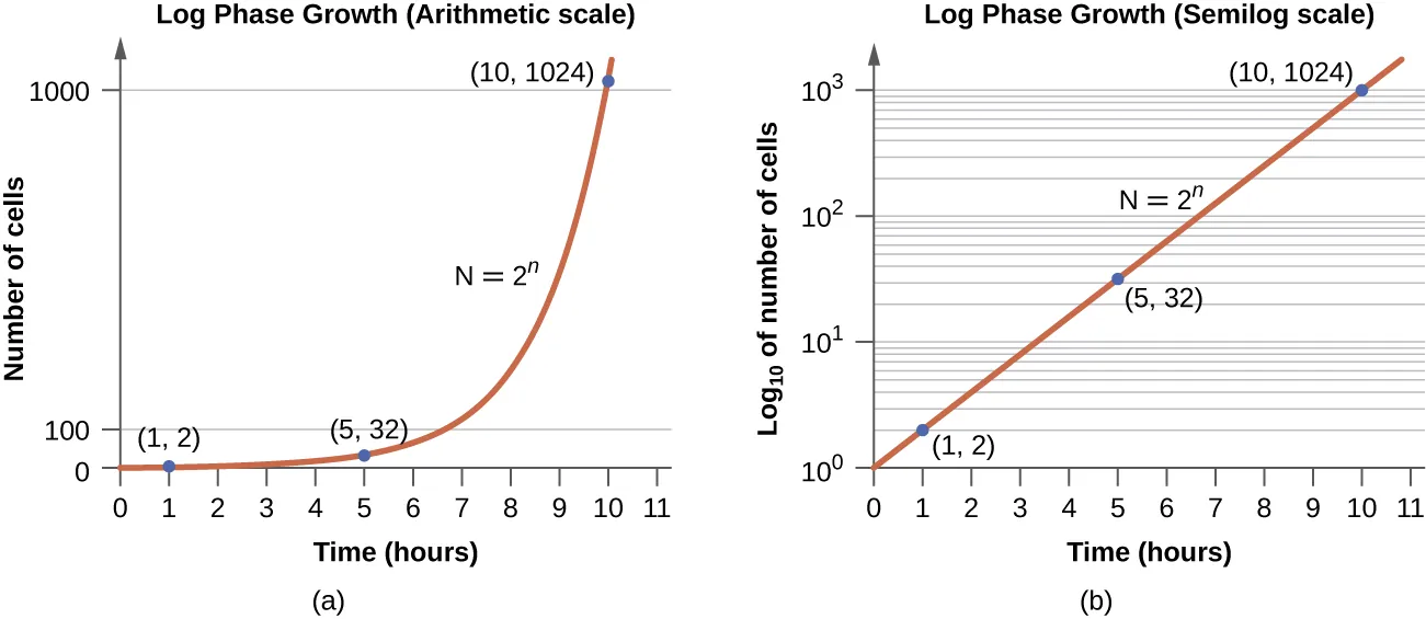 a) An arithmetic scale graph showing log phase growth. The X axis is time (hours) and the Y ais is number of cells. The line on this graph starts fairly flat with readings of (1,2) and (5,32) but quickly slopes up steeply with a final reading of (10, 1024). B) is a semilog scale graph of log phase growth. The X axis is time (hours) and the Y axis is log 10 number of cells. The Y axis more clearly show the difference between 10 superscript 1 and 10 superscript 3. The line on this graph is a straight line diagonally across the graph with points of (1,2), (5,32) and (10,1024) – just like the first graph. The equation for both graphs is N=2 superscript n.