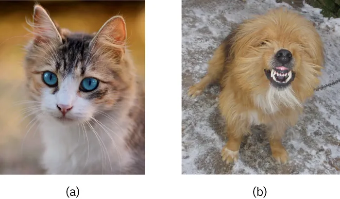 Image a is a kitten; image b is a snarling dog.