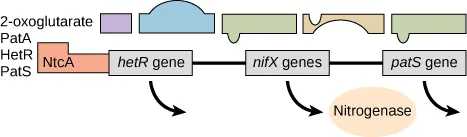 figure using irregular shapes to represent metabolites or transcription factors. There is a line of shapes at the top. The first is a relatively small rectangle, the second is a dome-shaped structure with a rectangular bottom, the third is a rectangle with a small knob on its left bottom edge, the fourth is a rectangle with a semicircle cut out of the bottom edge, and the fifth is a rectangle with a small knob on its left bottom edge. The second line of shapes are rectangles labeled NtcA, hetR gene, nifX genes, and patS gene. At the bottom is an oval labeled Nitrogenase. To the left of the shapes is a list. 2 oxoglutarate, PatA, HetR, and PatS.