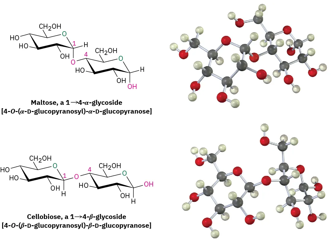 Maltose is two D glucopyranose units with 1,4 alpha glycosidic bond. Cellobiose is two D glucopyranose units with 1,4 beta glycosidic bond. The figure shows the structure and ball-and-stick model.