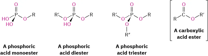 The figure shows four structures. Phosphoric acid monoester, a phosphoric acid diester, a phosphoric acid triester, and a carboxylic acid ester enclosed in square parentheses.