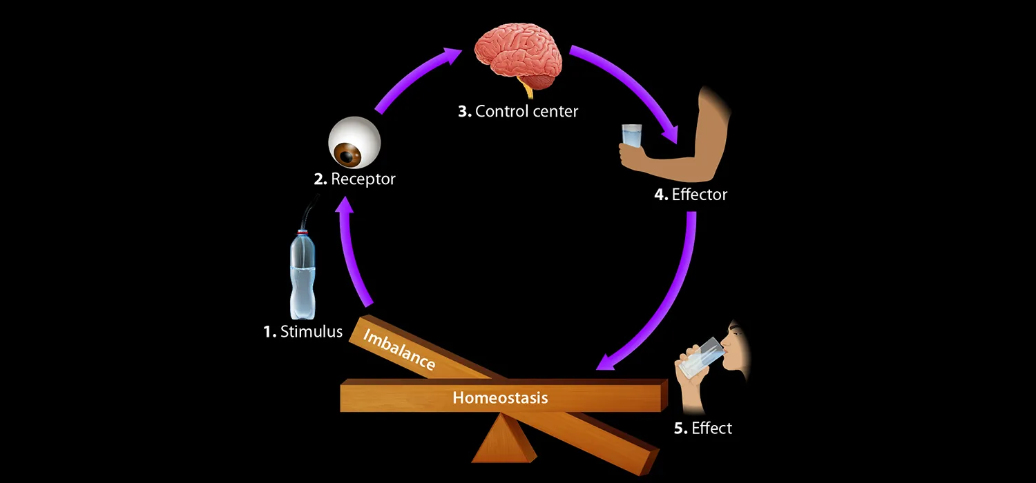 In a five-part process, the nervous system relies on (1) stimulus (a half-full glass of water in this example), (2) a receptor (the eye, seeing the glass), (3) the control center (the brain), (4) an effector (an arm, lifting the glass), and (5) an effect (drinking from the glass) to create either homeostasis or imbalance. Imbalance is depicted as two beams on an axis, currently not at the same horizontal level.