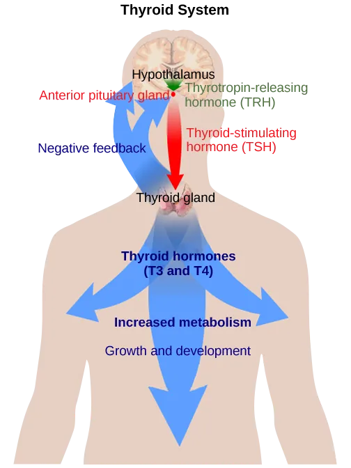 The hypothalamus secretes thyrotropin-releasing hormone, which causes the anterior pituitary gland to secrete thyroid-stimulating hormone. Thyroid-stimulating hormone causes the thyroid gland to secrete the thyroid hormones T3 and T4, which increase metabolism, resulting in growth and development. In a negative feedback loop, T3 and T4 inhibit hormone secretion by the hypothalamus and pituitary, terminating the signal.