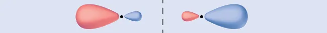 Two orbitals are shown lying end-to-end. Each has one enlarged and one small side. The small sides are facing one another and are separated by a vertical dotted line.