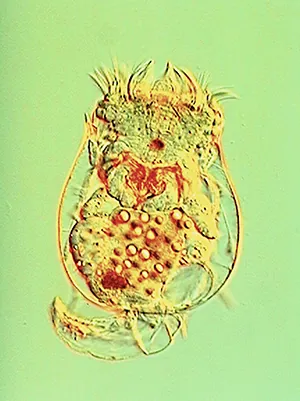 Photo of freshwater alga. A flat green object with a rough texture is divided into forking branches. The largest resembles the letter Y with a very thick stem, tipped to the left so the stem is horizontal. Both arms of the Y fork into two very small branches. Joined to the base of the stem of the Y are other pairs of branches that resemble the letter V, one above and one below, and both angled slightly to the left. Each arm of the V splits into two branches, and then again into very small branches. A mirror image of the Y and two V’s is to the right and the two Y stems are joined.