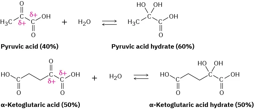 Two reversible reactions. Pyruvic acid (40 percent) reacts with water to give pyruvic acid hydrate (60 percent). Alpha-ketoglutaric (50 percent) reacts with water to give alpha-ketoglutaric acid hydrate (50 percent).