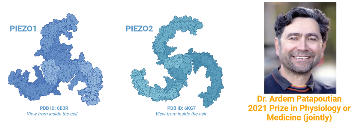 Left shows two protein structures, both with three fan-like blades extending from a central core. Right shows a photo of Dr. Ardem Patapoutian.