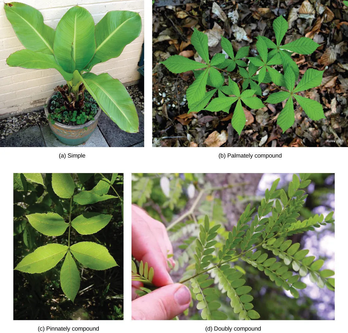 Photo (a) shows the large-leaves of a potted banana plant growing from a single stem; (b) shows a horse chestnut plant, which has five leaves radiating from the petiole as fingers radiate from the palm of a hand; (c) shows a scrub hickory plant with feather-shaped leaves opposing each other along the stem (or midrib), and a single leaf at the end of the stem; (d) shows a honey locust with five pairs of stem-like veins connected to the midrib. Tiny leaflets grow from the veins.