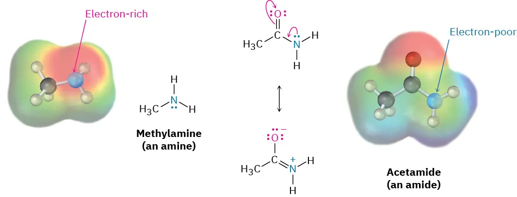 The structure and electrostatic potential map of methylamine and acetamide. The electron-rich nitrogen in methylamine and electron-poor nitrogen in acetamide are labeled. The figure shows the resonance structures of acetamide.