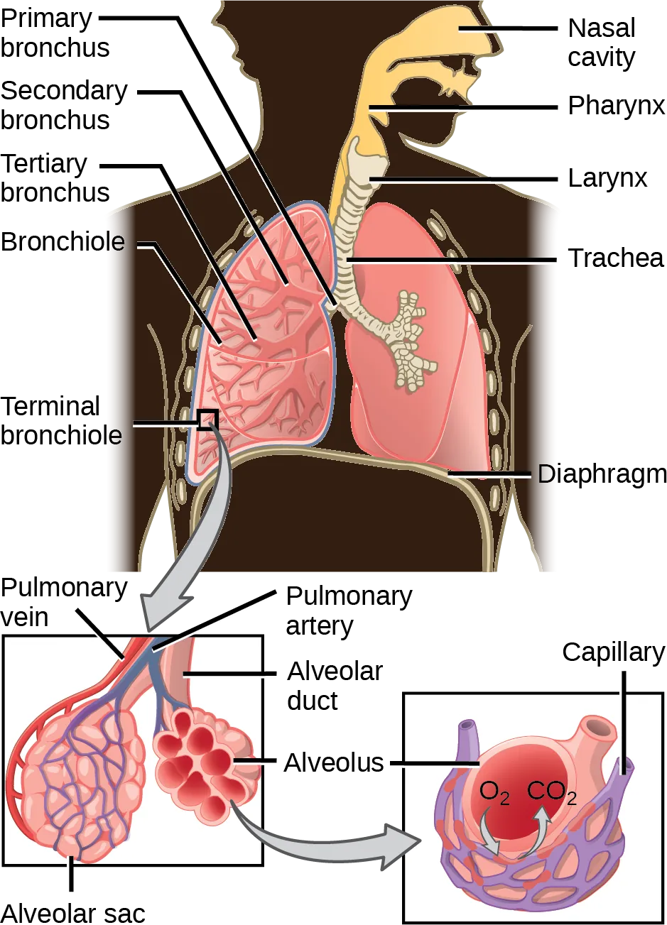 The illustration shows the flow of air through the human respiratory system. The nasal cavity is a wide cavity above and behind the nostrils, and the pharynx is the passageway behind the mouth. The nasal cavity and pharynx join and enter the trachea through the larynx. The larynx is somewhat wider than the trachea and flat. The trachea has concentric, ring-like grooves, giving it a bumpy appearance. The trachea bifurcates into two primary bronchi, which are also grooved. The primary bronchi enter the lungs, and branch into secondary bronchi. The secondary bronchi in turn branch into many tertiary bronchi. The tertiary bronchi branch into bronchioles, which branch into terminal bronchioles. Each terminal bronchiole ends in an alveolar sac. Each alveolar sac contains many alveoli clustered together, like bunches of grapes. The alveolar duct is the air passage into the alveolar sac. The alveoli are hollow, and air empties into them. Pulmonary arteries bring deoxygenated blood to the alveolar sac (and thus appear blue), and pulmonary veins return oxygenated blood (and thus appear red) to the heart. Capillaries form a web around each alveolus. The diaphragm is a membrane that pushes up against the lungs.
