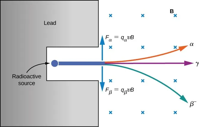 Figure shows a C-shaped material labeled lead. A small circle labeled radioactive source is shown in the hollow of the C-shape. Three rays radiate from this source towards the right. One curves upwards and is labeled alpha. One goes straight and is labeled gamma. The third curves downwards and is labeled beta minus. Magnetic field is shown as crosses. Two arrows originate from near the point where the rays emerge from the C-shape. The upwards pointing arrow is labeled F subscript alpha = q subscript alpha v B. The downwards pointing arrow is labeled F subscript beta = q subscript beta v B.