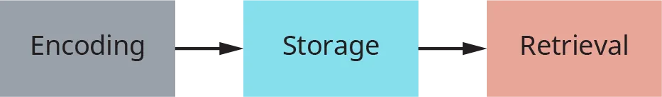A flowchart shows the three stages of memory as “Encoding,” “Storage,” and “Retrieval.”