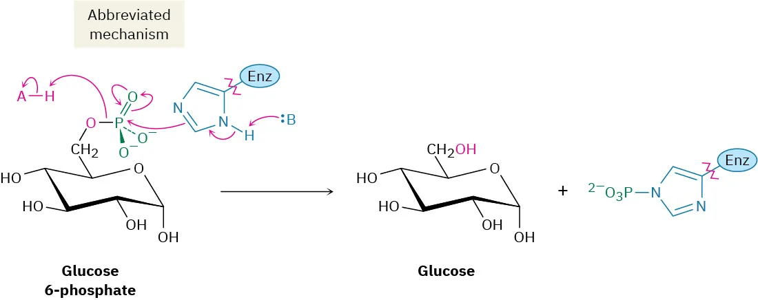 Enzymatic catalyzed dephosphorylation of glucose 6-phosphate to provide glucose and the phosphorylated enzyme.