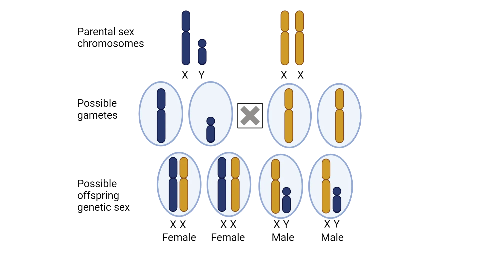 Diagram of sex chromosomes of male (XY) and female (XX) parents. Males make X and Y gametes. Females make X and X gametes. The fuse offspring are: XX, XX, XY, XY.