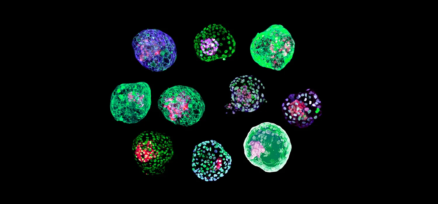 An iridescent illustration shows cells clustered together.