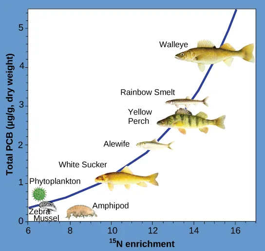 The illustration is a graph that plots total P C Bs in micrograms per gram of dry weight versus nitrogen 15 enrichment. It shows that P C Bs become increasingly concentrated at higher trophic levels. The slope of the graph becomes increasingly steep from phytoplankton, the primary consumer, to walleye, the tertiary consumer.