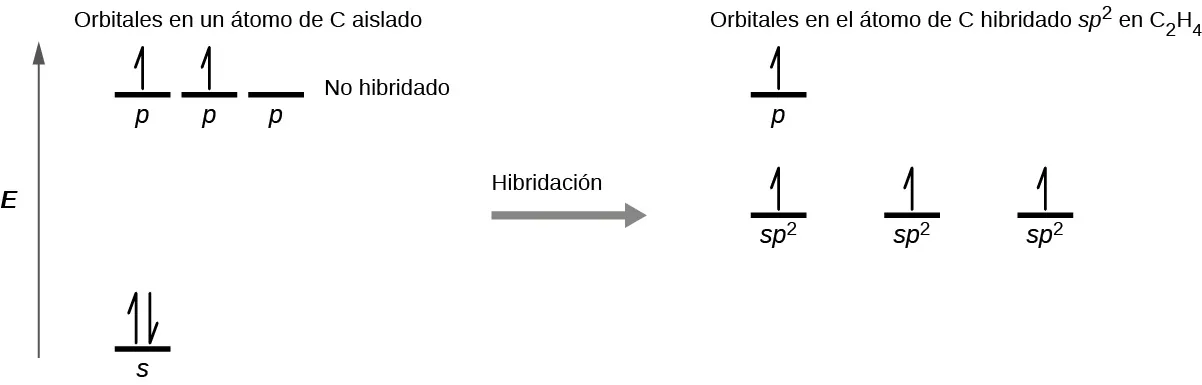 Se muestra un diagrama en dos partes, conectadas por una flecha hacia la derecha marcada como "Hibridación". El diagrama de la izquierda muestra una flecha hacia arriba marcada como "E". En la parte inferior derecha de la flecha hay una línea corta y horizontal marcada como "2 s", que tiene dos medias flechas verticales orientadas hacia arriba y hacia abajo. En la parte superior derecha de la flecha hay una serie de tres líneas horizontales cortas marcadas como "2 p". Sobre ambos conjuntos de líneas aparece la frase "Orbitales en un átomo de C aislado". Dos de las líneas tienen dibujadas flechas verticales hacia arriba. El lado derecho del diagrama muestra tres líneas cortas y horizontales colocadas a mitad del espacio y cada una marcada como "s p superíndice 2". En cada línea se dibuja verticalmente una media flecha hacia arriba. Encima de estas líneas hay otra línea corta y horizontal, marcada como "p". Encima de ambos conjuntos de líneas aparece la frase: "Orbitales en el átomo de C hibridado s p superíndice 2 en C subíndice 2 H subíndice 4".