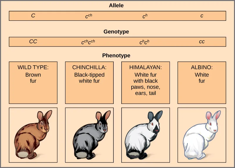 This illustration shows the four different variants for coat color in rabbits at the c allele. The genotype upper case C upper case C produces the wild type phenotype, which is brown. The genotype lower case c superscript c h baseline lower case c superscript c h baseline produces the chinchilla phenotype, which is black-tipped white fur. The genotype lower case c superscript h baseline, lower case c superscript h baseline, produces the Himalayan phenotype, which is white on the body and black on the extremities. The genotype lower case c lower case c produces the recessive phenotype, which is white.