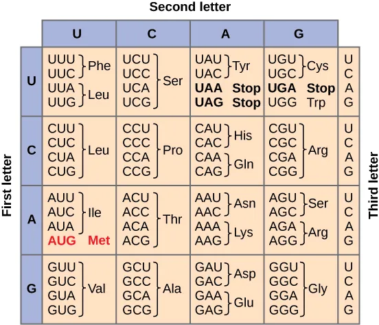 Figure shows all 64 codons. Sixty-one of these code for amino acids, and three are stop codons.