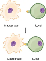 An irregularly-shaped cell labeled macrophage has a smooth, oval nucleus containing a small dark circle and is adjacent to a smooth, circular T H cell with a similar nucleus and with a rectangular protrusion from its left side. The rectangular protrusion has a highlighted tip. An arrow points downward to show that the two cells come together so that a protrusion from the right side of the macrophage touches the tip of the protrusion from the left side of the T H cell.