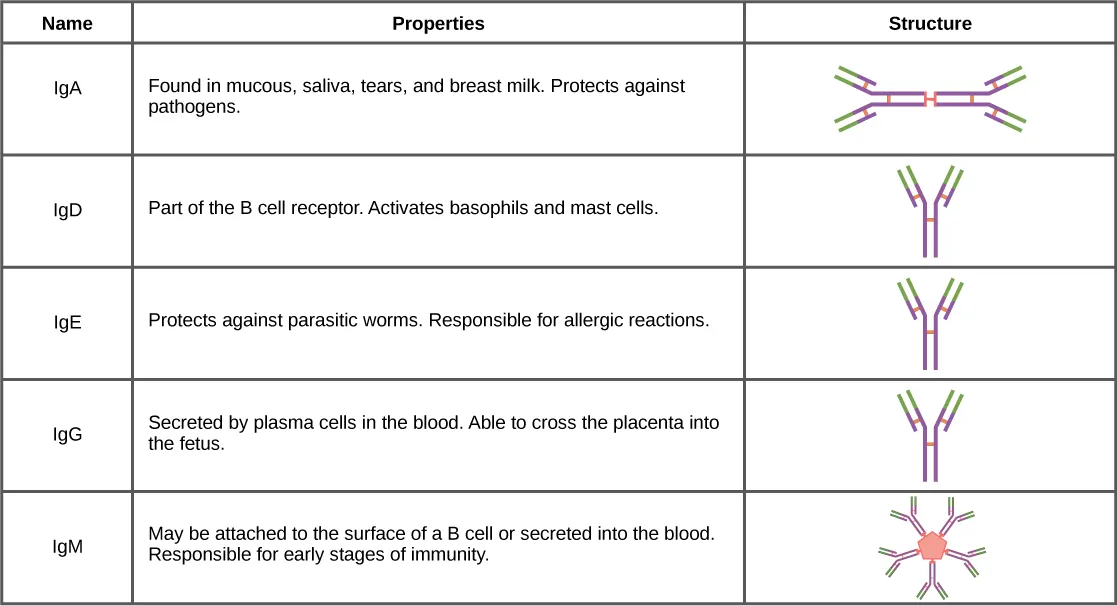 Table shows the structure and function of the five types of immunoglobulins: IgA, IgD, IgE, IgG and IgM. IgD, IgE and IgG all have a Y-shaped structure. IgD is part of the B cell receptor, and activates basophils and mast cells. IgE protects against parasitic worms, and is responsible for allergic reactions. IgG is secreted by plasma cells in the blood, and is able to cross the placenta into the fetus. IgA consist of two Y-shaped structures connected at their trunk. It is found in mucous, saliva, tears and breast milk, and protects against pathogens. IgM consists of five Y-shaped structures connected to a pentagram, with the top of the Ys facing out. It may be attached to the surface of B cells or secreted in the blood, and is responsible for the early stages of immunity.