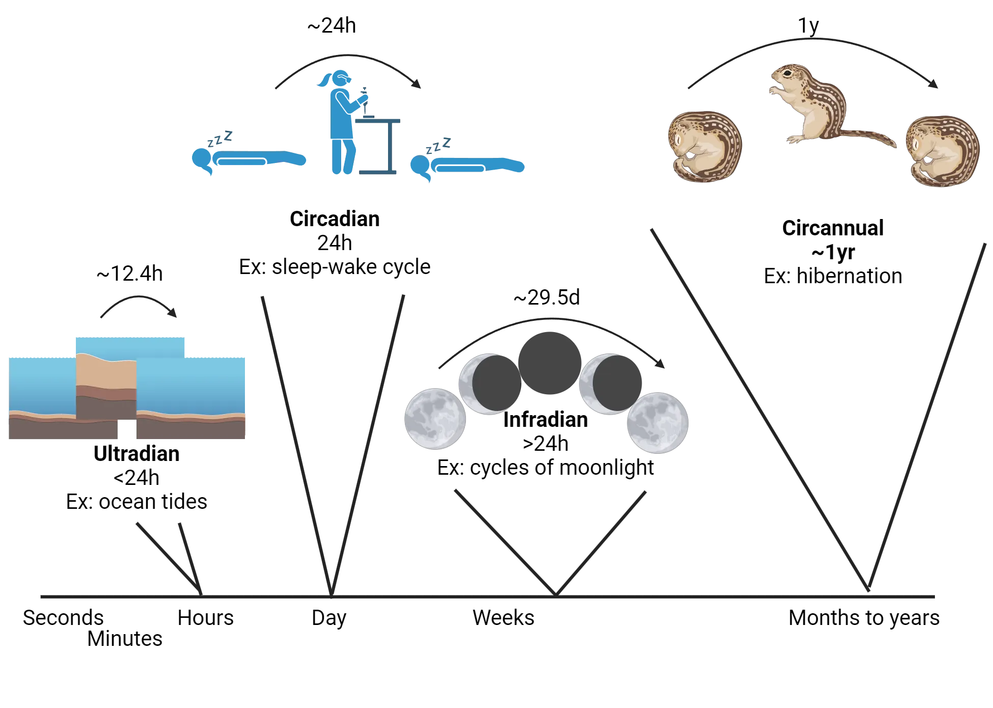 A timeline with illustrations above it of 4 different kinds of rhythms. Ultradian is less than 24 hours, for example ocean tides. Circadian is 24 hours, for example sleep-wake cycle. Infradian is greater than 24 hours, for example cycles of the moon. Circannual is approximately 1 year, for example hibernation.