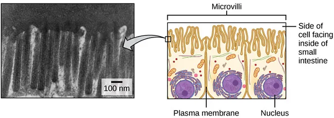 The left part of this figure is a transmission electron micrograph of microvilli, which appear as long, slender stalks extending from the plasma membrane. The right side illustrates cells containing microvilli. The microvilli cover the surface of the cell facing the interior of the small intestine.
