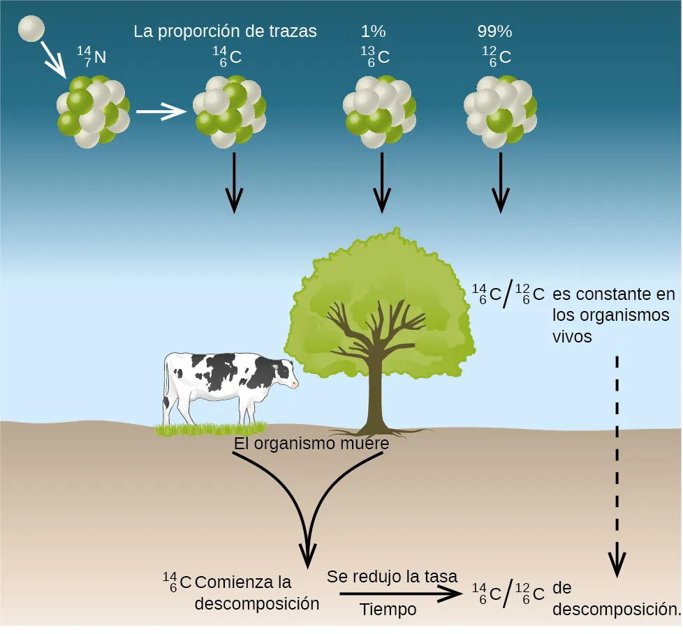 Un diagrama muestra una vaca junto a un árbol. En la parte superior izquierda del diagrama, donde se representa el cielo, se muestra una única esfera blanca que se conecta por una flecha hacia abajo a una esfera más grande compuesta por esferas verdes y blancas que está marcada como "superíndice 14, subíndice 7, N". Esta estructura se conecta a otras tres estructuras mediante una flecha hacia la derecha. Cada una de las tres está compuesta por esferas verdes y blancas y todas tienen flechas que apuntan al suelo. La primera está marcada como “traza, superíndice 14, subíndice 6, C", la segunda está marcada como "1 %, superíndice 13, subíndice 6, C" y la última está marcada como "99 %, superíndice 12, subíndice 6, C". Dos flechas orientadas hacia abajo que se funden en una sola conducen desde la vaca y el árbol hasta el suelo y están marcadas como "el organismo muere" y "superíndice 14, subíndice 6, C, comienza el decaimiento". Una flecha hacia la derecha, marcada en la parte superior como “decaimiento" y en la parte inferior como "tiempo", va desde allí hasta una marcación de "superíndice 14, subíndice 6, C, barra invertida, superíndice 12, subíndice 6, C, relación disminuida". Cerca de la copa del árbol hay una flecha hacia abajo con la marcación "superíndice 14, subíndice 6, C, barra invertida, superíndice 12, subíndice 6, C, el cociente es constante en los organismos vivos", que lleva a la última de las afirmaciones inferiores.