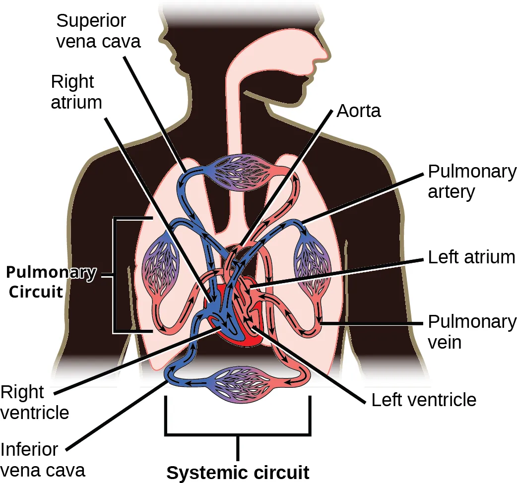 Illustration shows blood circulation through the mammalian systemic and pulmonary circuits. Blood enters the right atrium, the upper right chamber of the heart, through veins of the systemic circuit. The major vein that feeds the heart from the upper body is the superior vena cava, and the major vein that feeds the heart from the lower body is the inferior vena cava. From the right atrium blood travels down to the right ventricle, then up to the pulmonary artery. From the pulmonary artery blood enters capillaries of the lung. Blood is then collected by the pulmonary vein, and re-enters the heart through the upper left chamber of the heart, the left atrium. Blood travels down to the left ventricle, then re-enters the systemic circuit through the aorta, which exits through the top of the heart. Blood enters tissues of the body through capillaries of the systemic circuit.