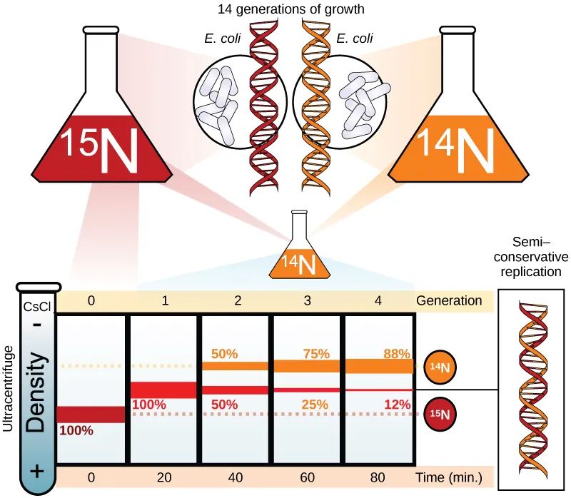 Illustration shows an experiment in which E coli was grown initially in media containing superscript 15 baseline upper case N nucleotides. When the D N A was extracted and run in an ultracentrifuge, a band of D N A appeared low in the tube. The culture was next placed in the superscript 14 baseline upper case N medium. After one generation, all of the D N A appeared in the middle of the tube, indicating that the D N A was a mixture of half superscript 14 baseline upper N and half superscript 15 baseline upper N, D N A. After two generations, half of the D N A appeared in the middle of the tube, and half appeared higher up, indicating that half the D N A contained 50% superscript 15 baseline upper N, and half contained superscript 14 baseline upper N only. In subsequent generations, more and more of the D N A appeared in the upper, superscript 14 baseline upper N band.