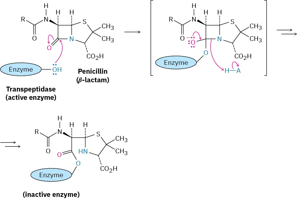The reaction schee shows the conversion of the active enzyme transpeptidase to an inactive enzyme. An intermediate is formed in the pathway is enclosed in parentheses.