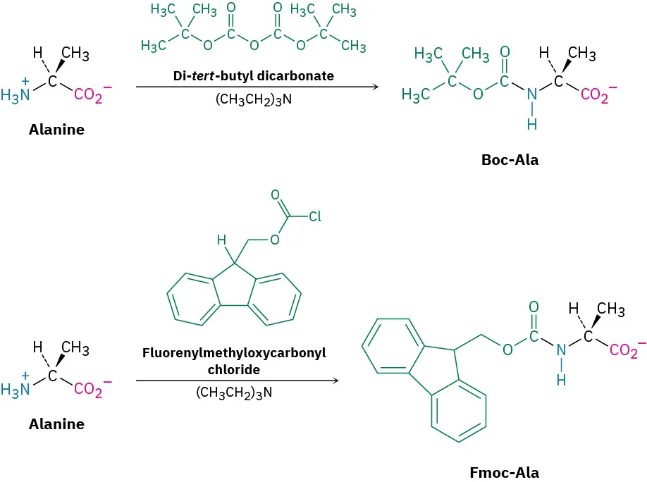 L-Alanine reacts with tertiary-butyl dicarbonate and triethylamine to form B o c-(L)-Ala. Alanine reacts with fluorenylmethyloxycarbonyl chloride and triethyl amine to form F m o c- (L)-Ala.