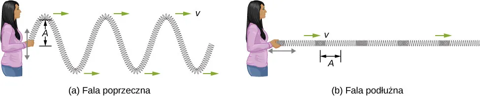 Rysunek a, oznaczony jako fala poprzeczna pokazuje człowieka trzymającego jeden koniec długiej, rozciągniętej w płaszczyźnie poziomej sprężyny i poruszającego nim w górę i w dół. Sprężyna tworzy falę, która biegnie w prawo. W ten sposób powstają fale poprzeczne. Odległość pionowa pomiędzy grzbietem fali a położeniem równowagi sprężyny jest oznaczona jako A. Rysunek b, oznaczony jako fala podłużna pokazuje człowieka poruszającego sprężyną w płaszczyźnie poziomej. Odległości między zwojami sprężyny naprzemiennie ulegają wydłużeniom i zagęszczeniom. W ten sposób powstaje fala podłużna. Pozioma odległość od środka jednego zagęszczenia zwojów do środka drugiego rozrzedzenia zwojów jest oznaczona jako A.
