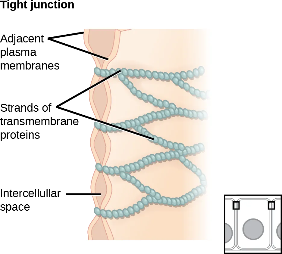 This illustration shows two cell membranes joined together by a matrix of tight junctions.